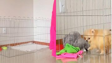 Reprodução/TikTok
