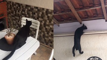 Reprodução/TikTok @rangelvitor