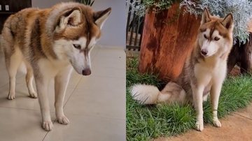 Reprodução/TikTok @lobaperigosa