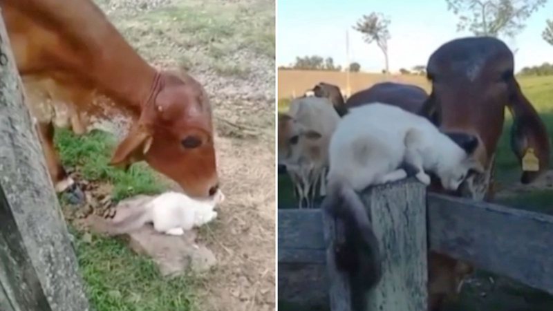 Reprodução/Redes Sociais