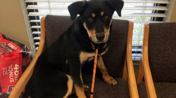 Reprodução/Senatobia-Tate County Animal Shelter