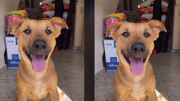 Imagem Após enfrentar terrível calor, cachorrinha ganha vários mimos em loja; veja vídeo