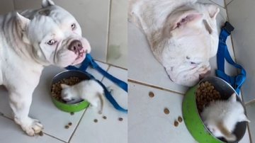 Reprodução/TikTok @_nubiacaetan