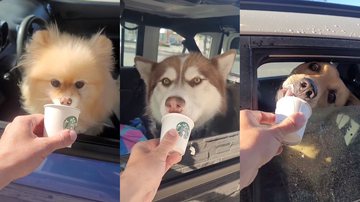 Reprodução/TikTok @grahamgraham88