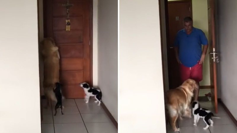 Reprodução/TikTok @yaninunes