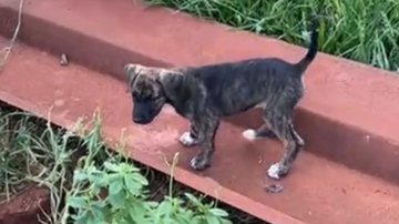 Reprodução/TikTok @lucas_dalves