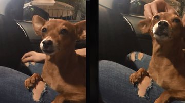 Imagem Cachorra reage de forma inesperada quando perguntam se ela está triste; veja vídeo