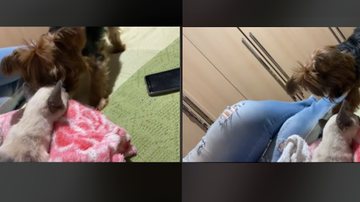 Imagem Gata volta sedada do veterinário e cachorrinha se desespera; veja vídeo
