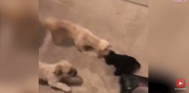 Imagem Cachorrinhos resgatam bicho de pelúcia de ataque do aspirador de pó; veja vídeo