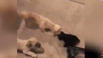 Imagem Cachorrinhos resgatam bicho de pelúcia de ataque do aspirador de pó; veja vídeo