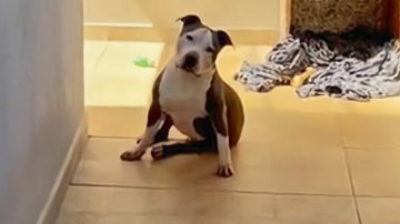 Reprodução/TikTok @nicolledubrull