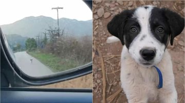 Imagem Cachorro corre atrás de carro e implora para ser adotado; veja vídeo