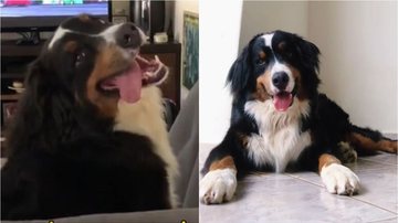 Reprodução/TikTok @bruce.o.bernese