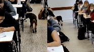 Reprodução/TikTok @leonardo.vet