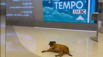 Reprodução/ Twitter