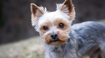 Foto Ilustrativa/Pixabay