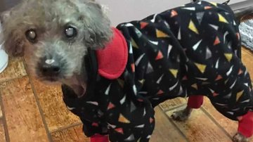 Reprodução/Senior Paws Sanctuary