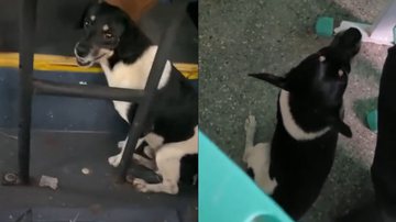 Reprodução/TikTok @jmichelgaliassi