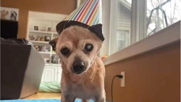 Reprodução/The Mr. Mo Project