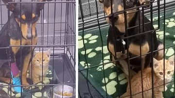 Imagem Gato deixa veterinários preocupados ao tentar confortar cachorro apavorado; entenda