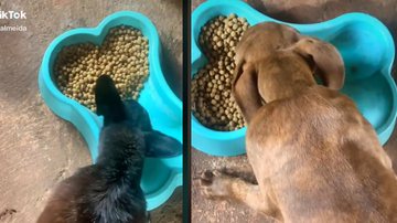 Imagem Cachorro arranja hobby inusitado e se irrita quando atrapalham ele; assista