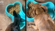 Imagem Cachorro arranja hobby inusitado e se irrita quando atrapalham ele; assista