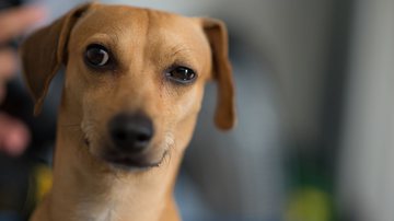 Imagem Cães podem identificar se você está mentindo para eles? Estudo explica