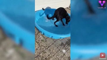 Imagem Cachorro ‘enlouquece’ ao ganhar piscina de presente e tem reação inusitada; veja vídeo