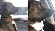 Imagem Cachorro fica indignado após ida ao dentista; veja vídeo