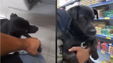 Imagem Cachorro persegue dono e obriga a levá-lo para fazer compras no mercado; assista