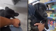 Imagem Cachorro persegue dono e obriga a levá-lo para fazer compras no mercado; assista