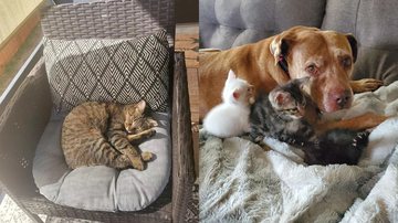 Arquivo Pessoal/Liz Heck