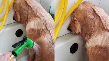 Reprodução/TikTok @dinepavao