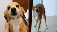 Reprodução/TikTok @belinhade3patinhas