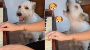 Reprodução/TikTok