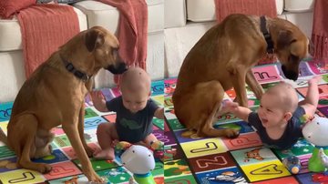 Reprodução/Instagram @adotegavaa