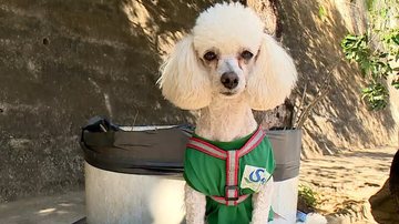 Imagem "Cão gari" trabalha com tutora todos os dias e faz sucesso na região; veja fotos