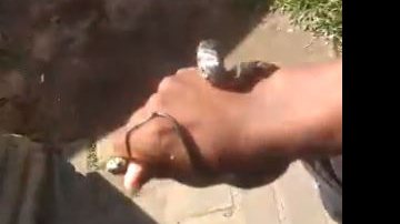 Imagem Cobra é encontrada em guarita de condomínio de luxo em Salvador; veja vídeo