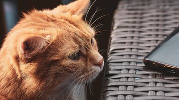 Foto Ilustrativa/Pixabay