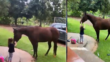Imagem Alerta de lencinho: Cavalo vê criança chorando e tenta acalmá-la; assista