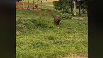 Reprodução / Tik Tok