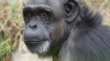 Foto Ilustrativa/Pixabay