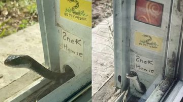 Imagem Mulher vira amiga de cobra que não queria sair da porta de sua casa