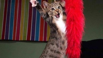 Reprodução/Instagram/@comedypetphoto_awards