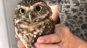 Divulgação/IMA Navegantes