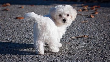 Foto Ilustrativa/Pixabay