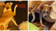 Reprodução/Tiktok