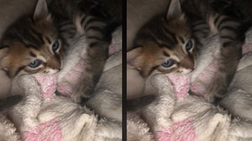 Imagem Mulher pede ajuda ao marido para fazer ensaio de filhotes e resultado não sai como esperado; assista