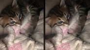 Imagem Mulher pede ajuda ao marido para fazer ensaio de filhotes e resultado não sai como esperado; assista