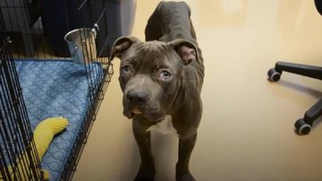 Imagem Pit bull é resgatado mas não consegue abandonar hábito antigo; saiba qual